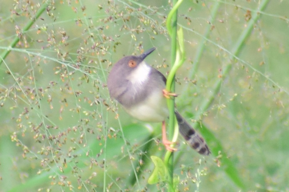 Gray-breasted Prinia - ML621364193