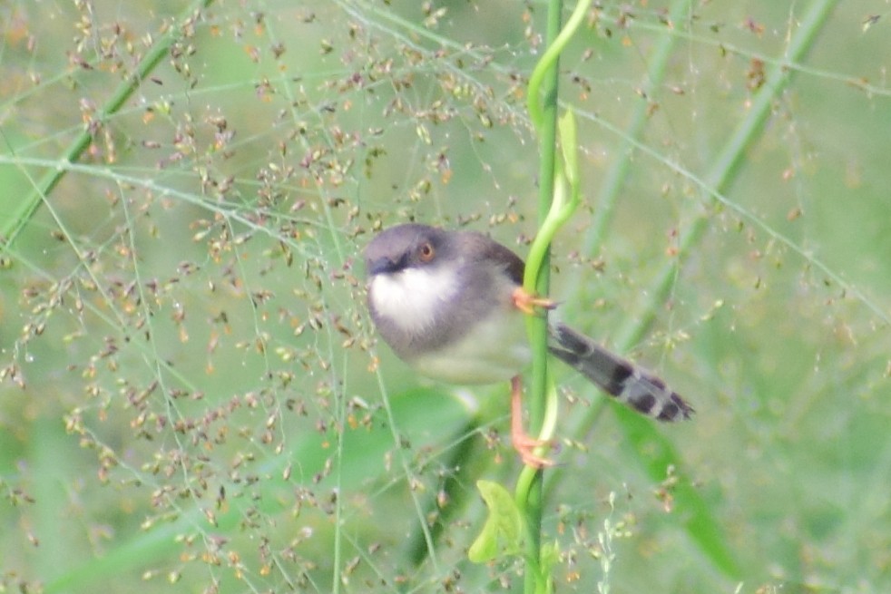 Gray-breasted Prinia - ML621364194