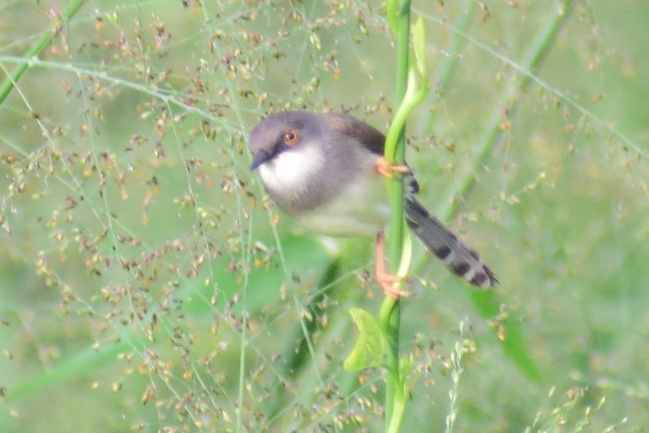 Gray-breasted Prinia - ML621364195