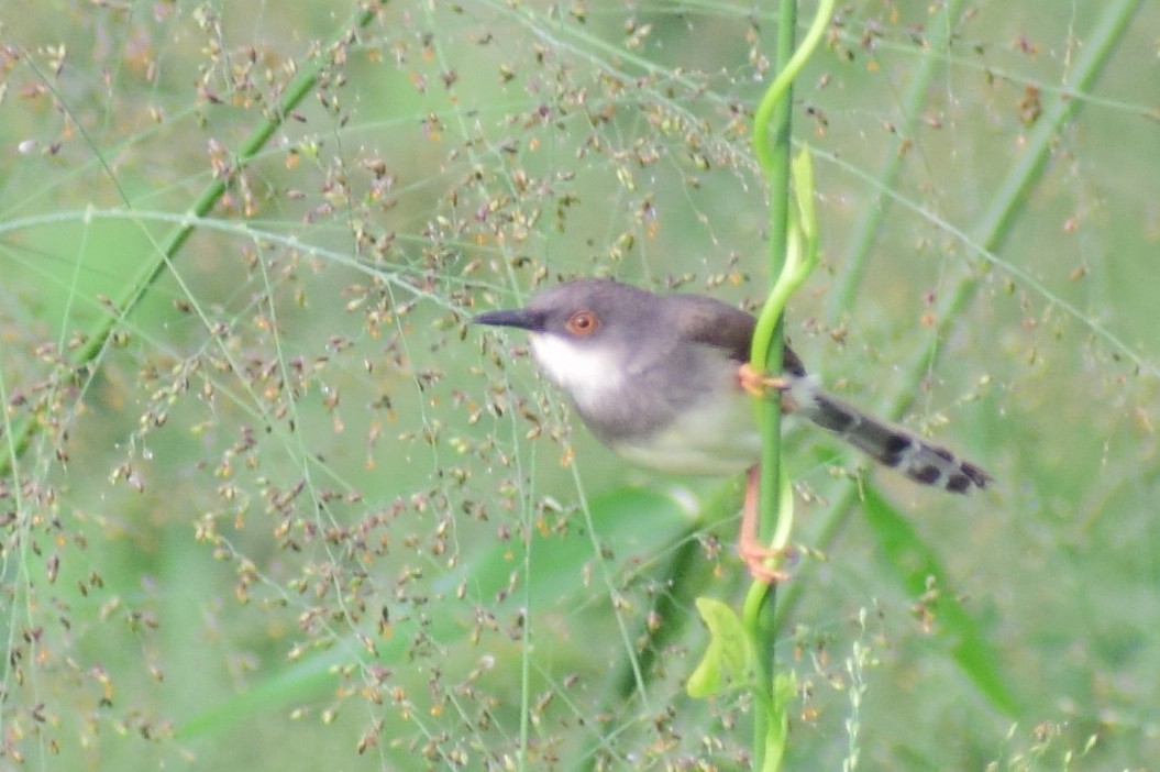 Prinia de Hodgson - ML621364196