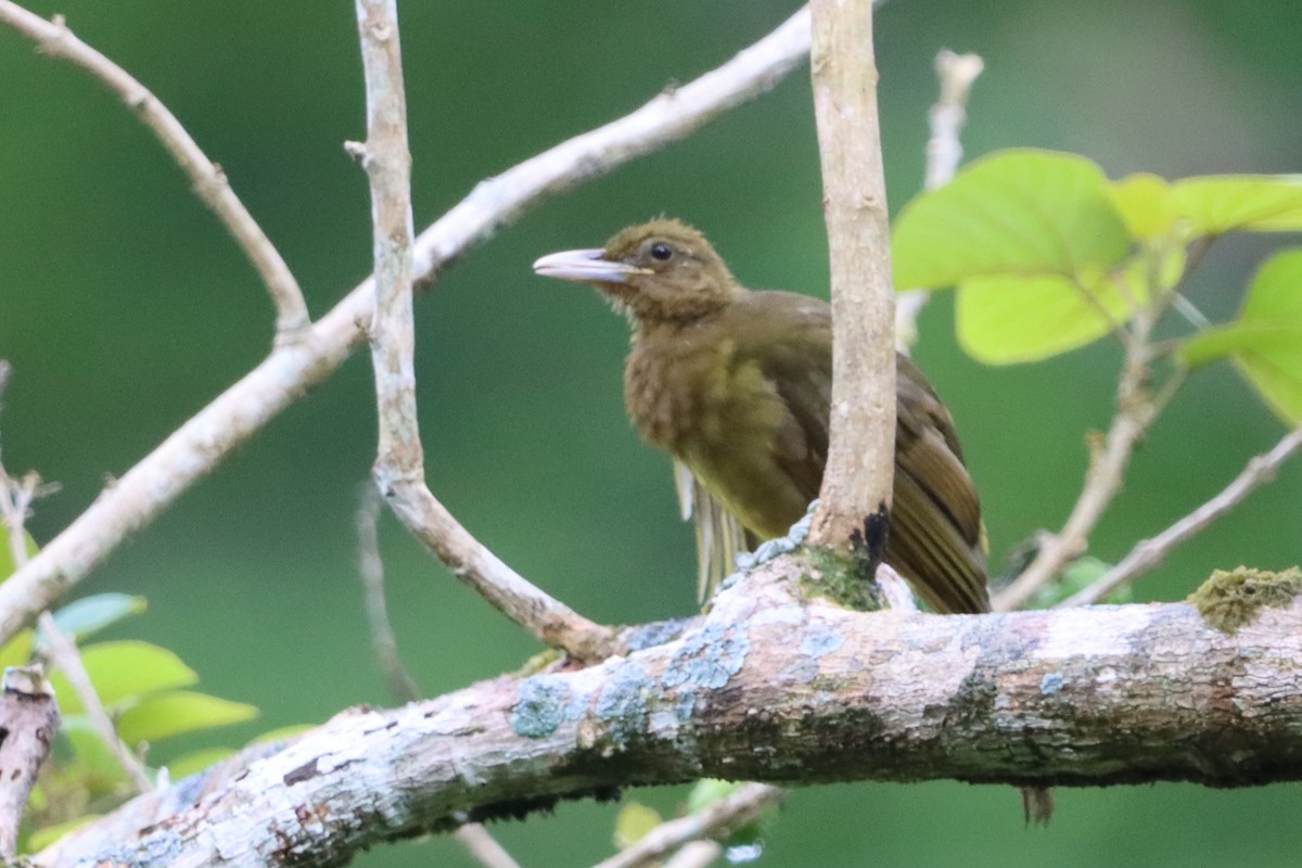 Camiguin Bulbul - ML621364218