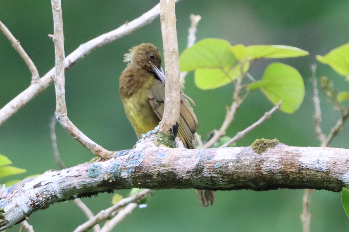 Camiguin Bulbul - ML621364220