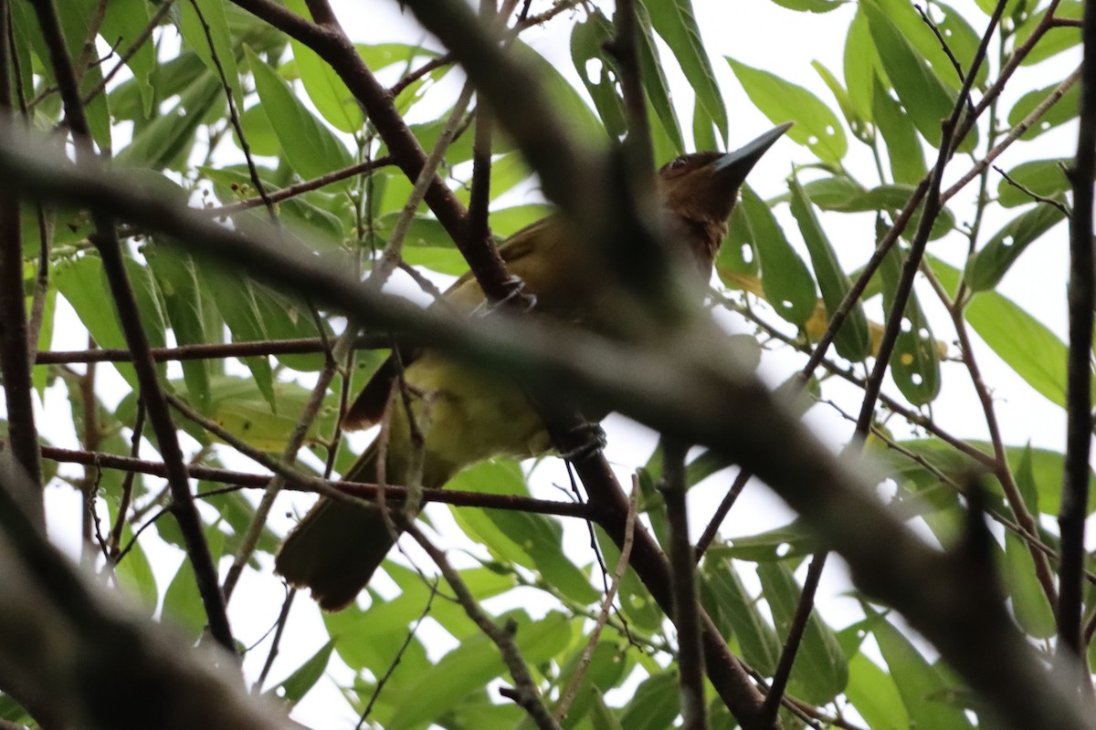 Camiguin Bulbul - ML621364221