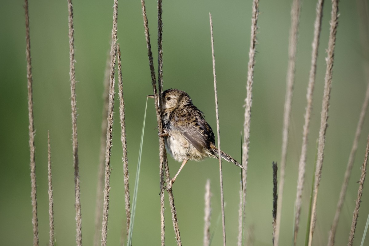 Grass Wren (Northern) - ML621364250