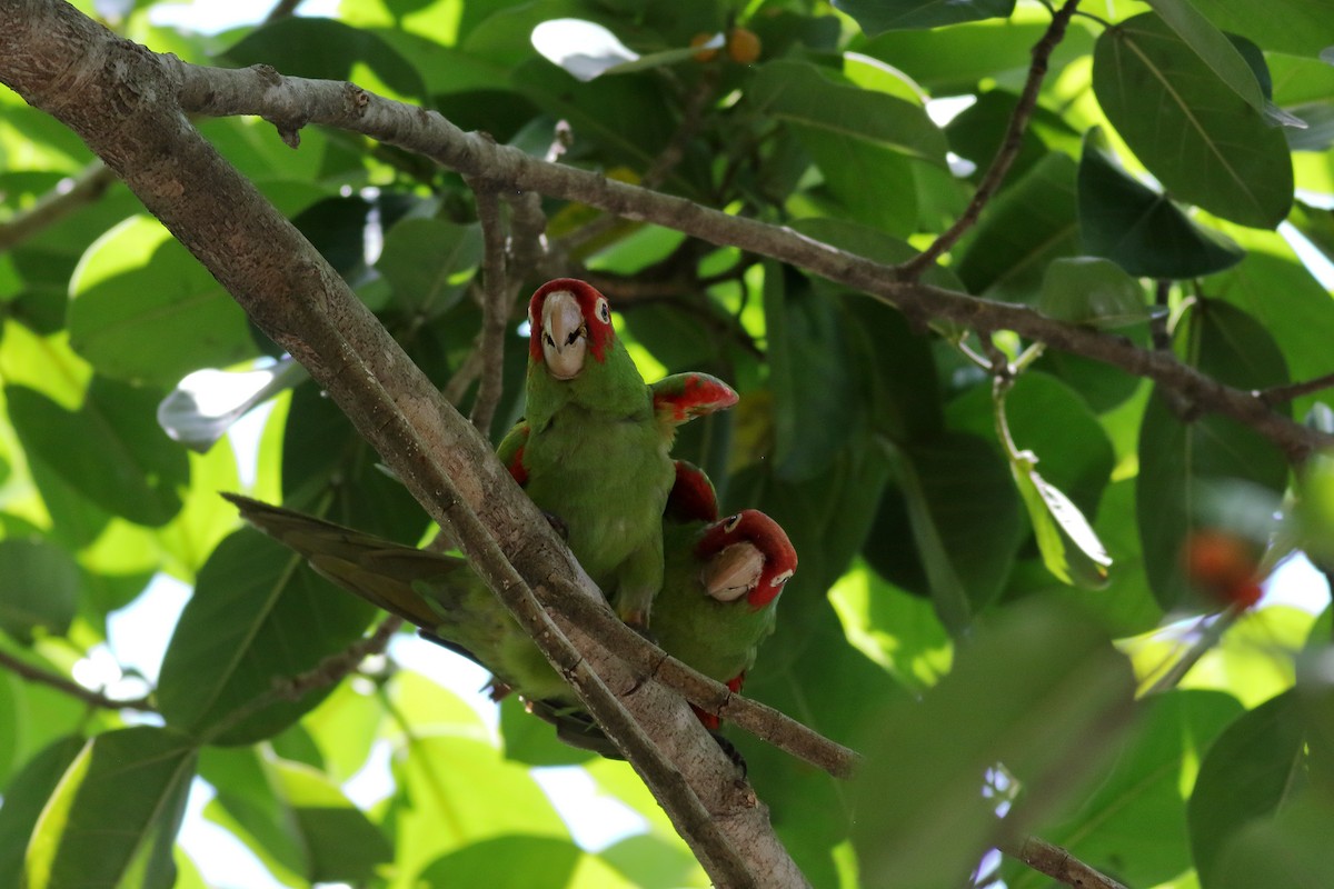 Guayaquil Papağanı - ML621364321