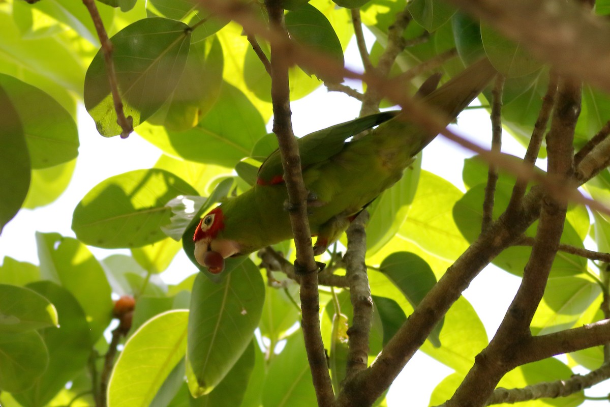 Guayaquil Papağanı - ML621364328