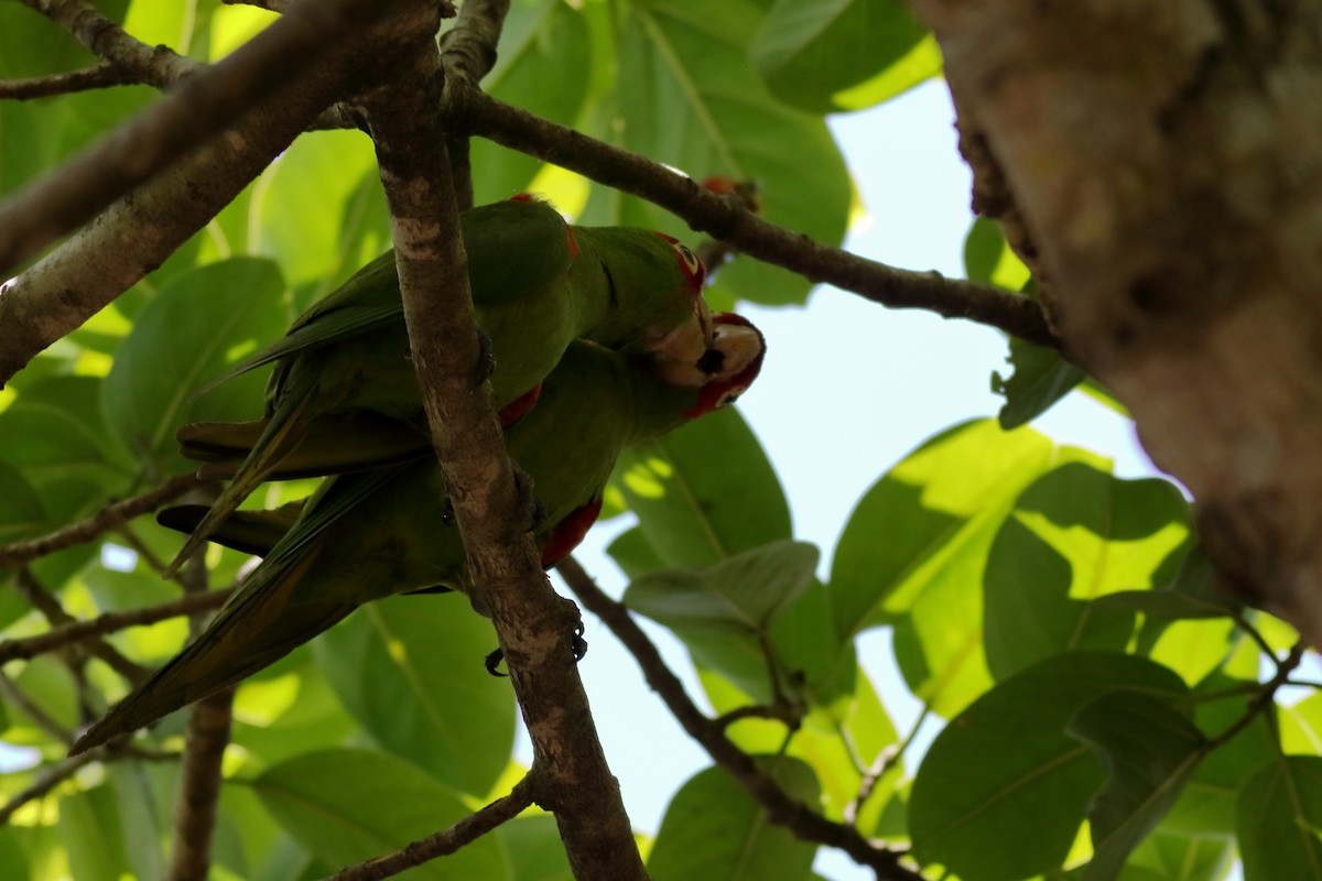 Guayaquil Papağanı - ML621364331