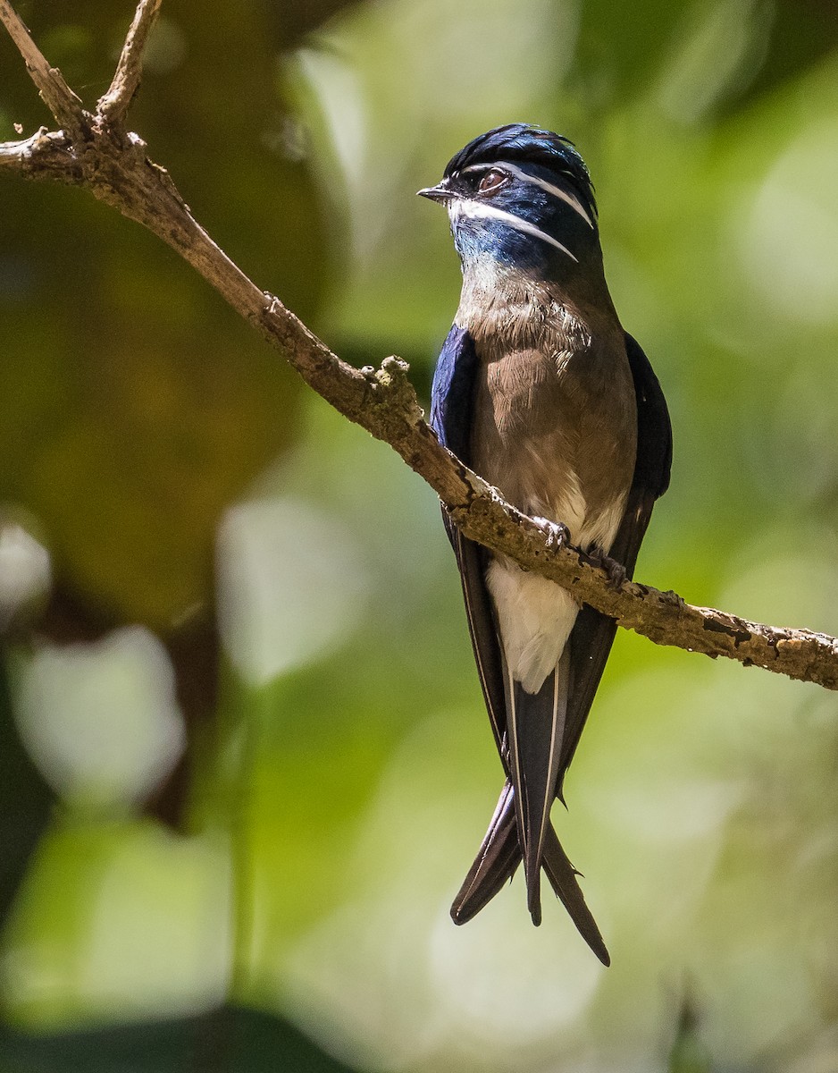 Whiskered Treeswift - ML621364352