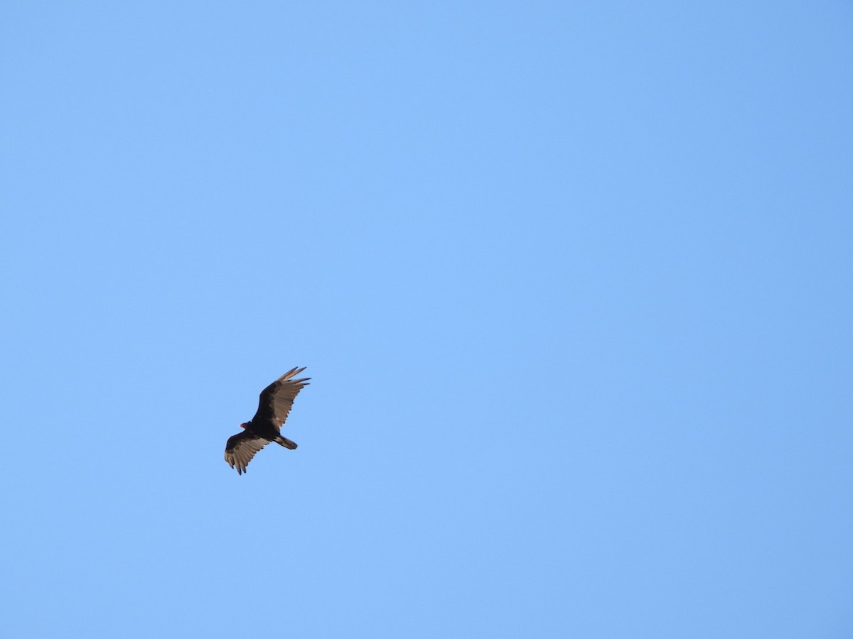 Turkey Vulture - ML621364355