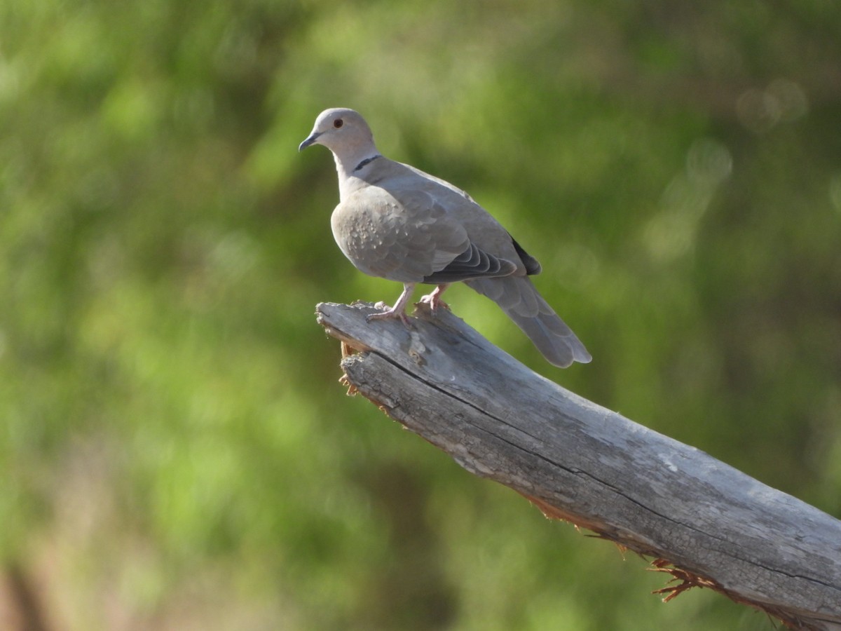 Eurasian Collared-Dove - ML621364359