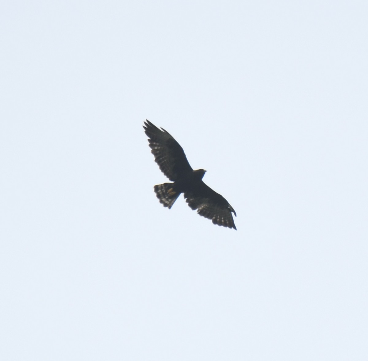 Short-tailed Hawk - Leonardo Guzmán (Kingfisher Birdwatching Nuevo León)