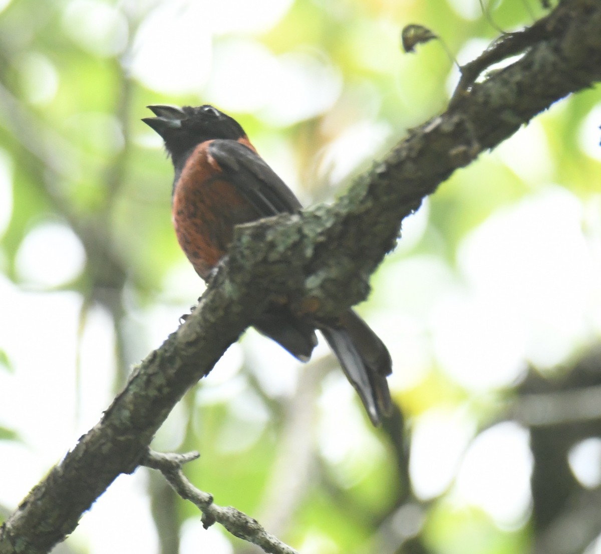 Crimson-collared Grosbeak - ML621364491