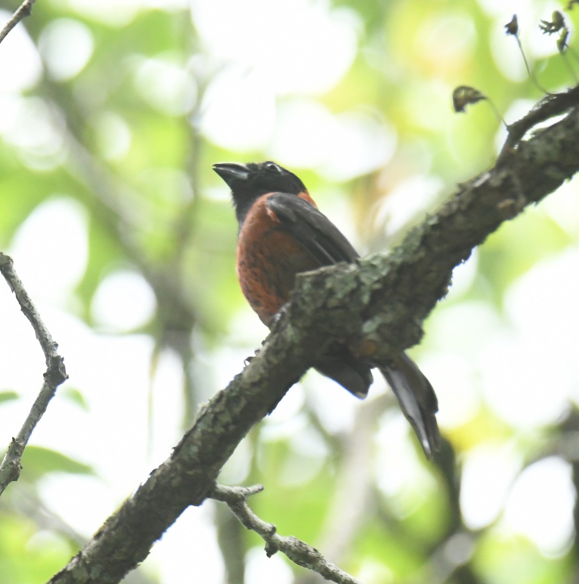 Crimson-collared Grosbeak - ML621364492