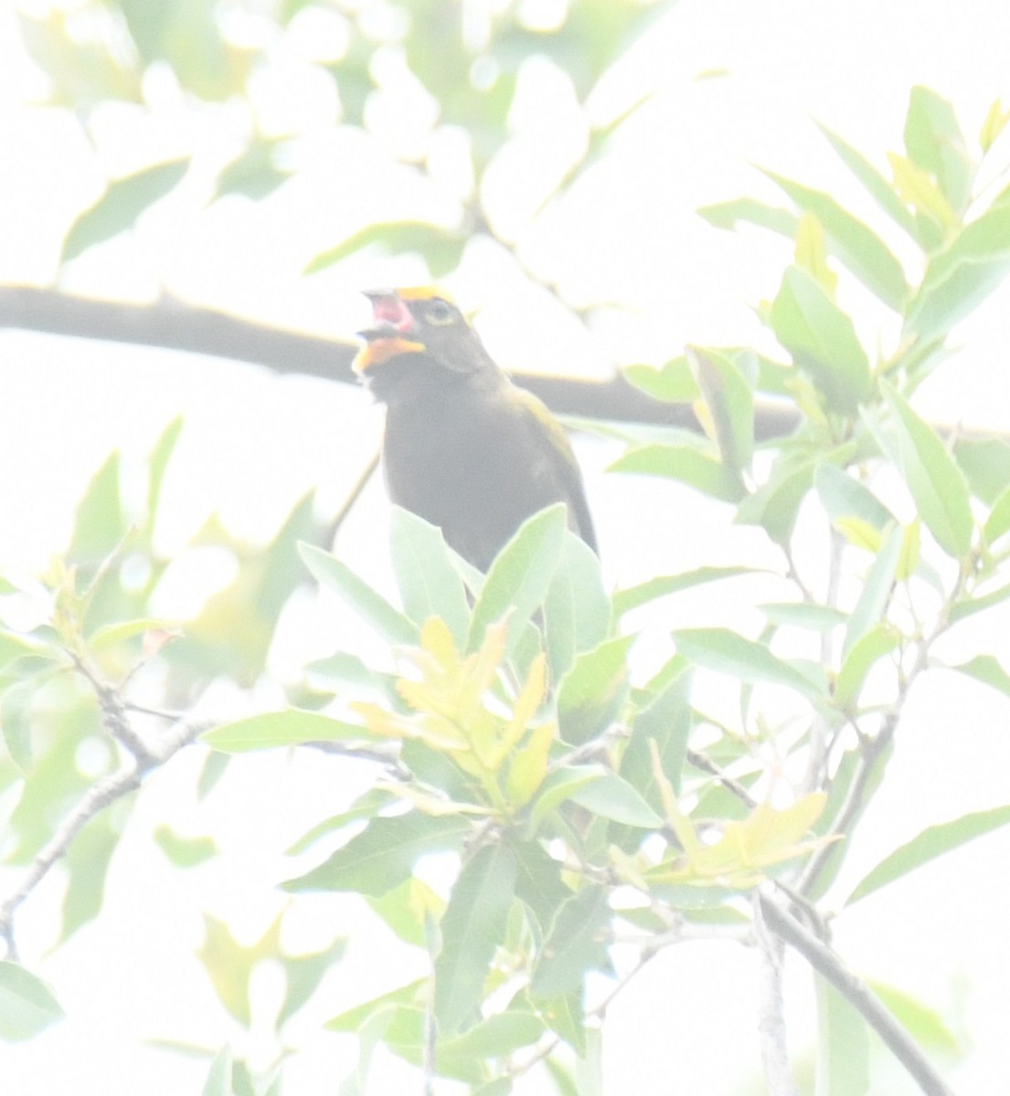 Yellow-faced Grassquit - ML621364497