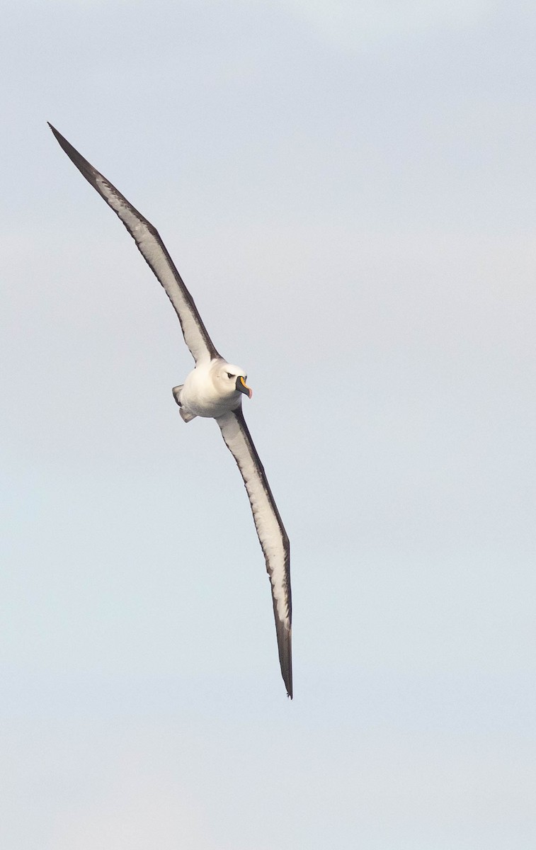 Atlantic Yellow-nosed Albatross - Doug Gochfeld