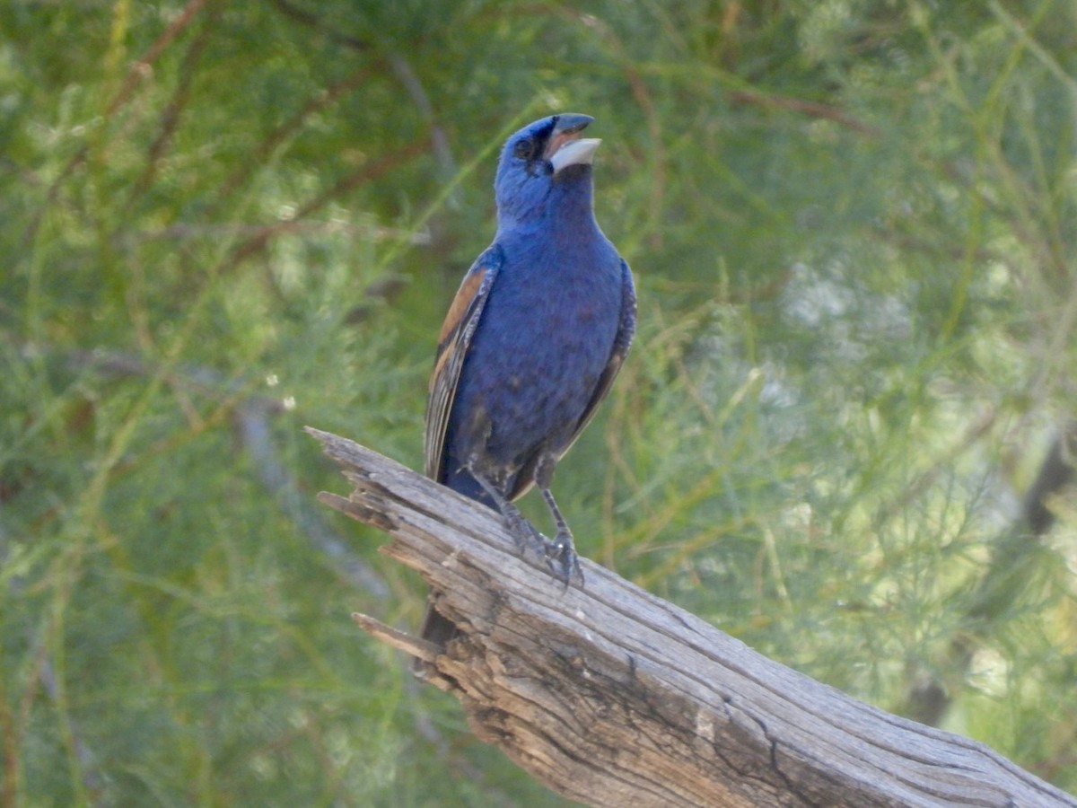 Blue Grosbeak - ML621364529