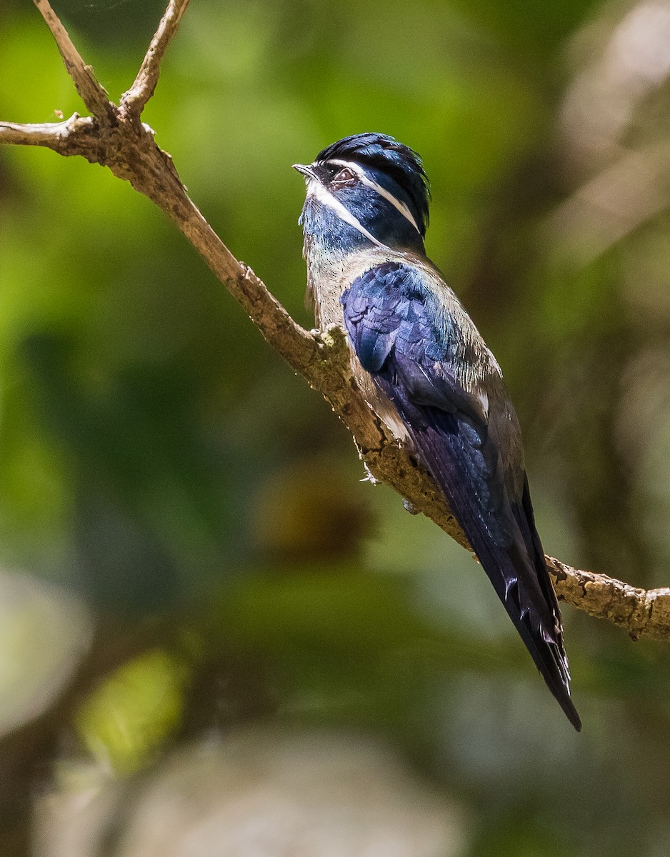 Whiskered Treeswift - ML621364555