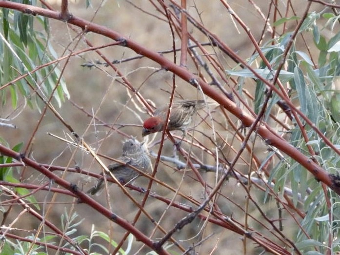 House Finch - ML621364581