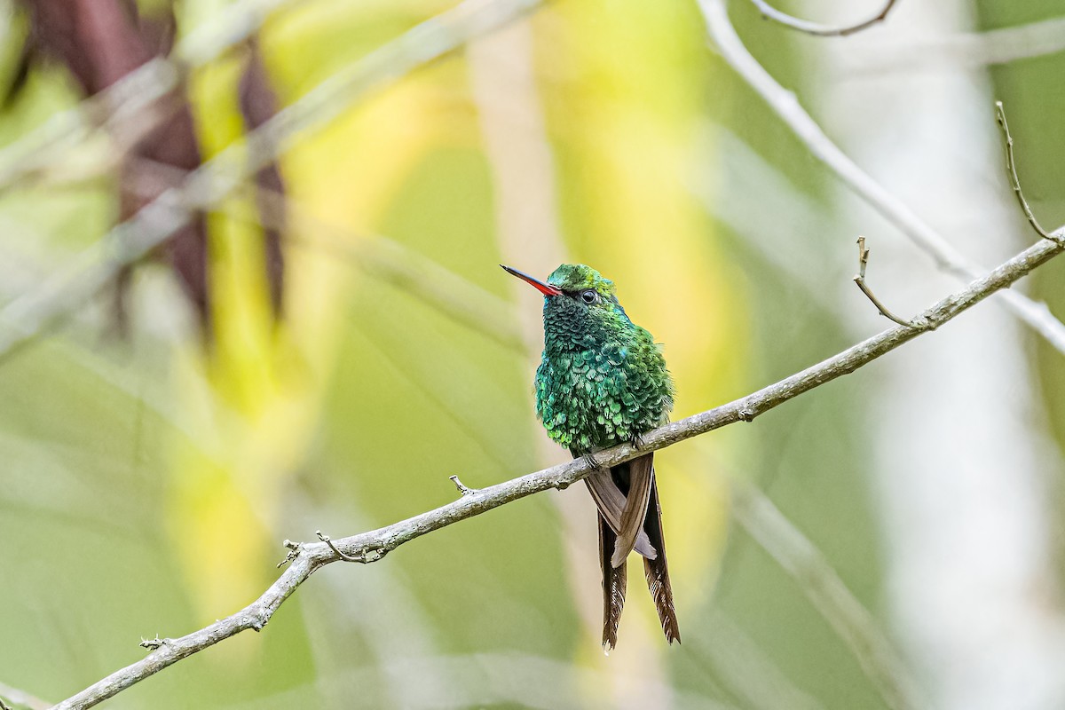 Golden-crowned Emerald - Daniel Garza Tobón