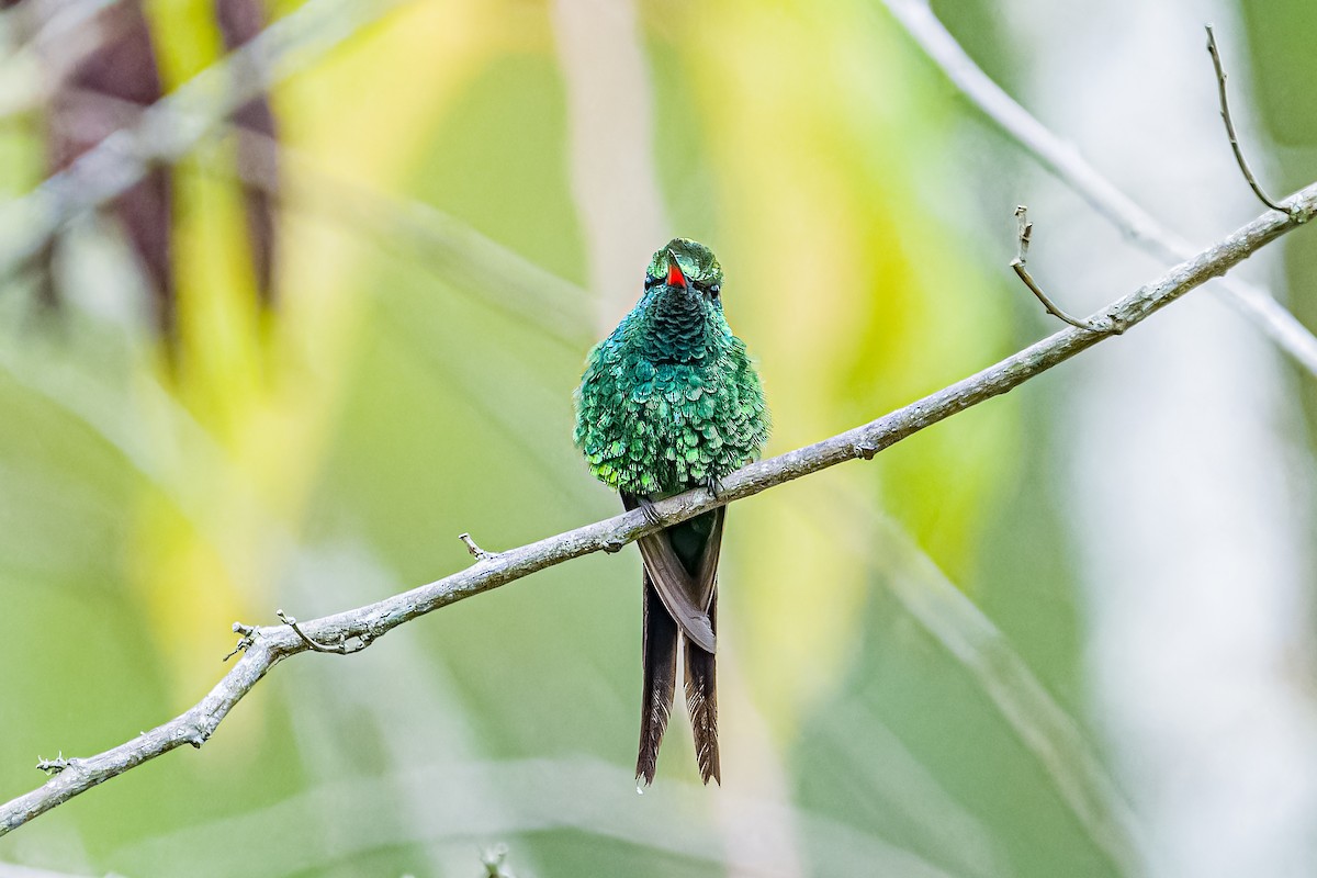 Golden-crowned Emerald - ML621364600