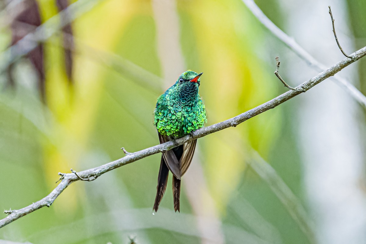 Golden-crowned Emerald - Daniel Garza Tobón