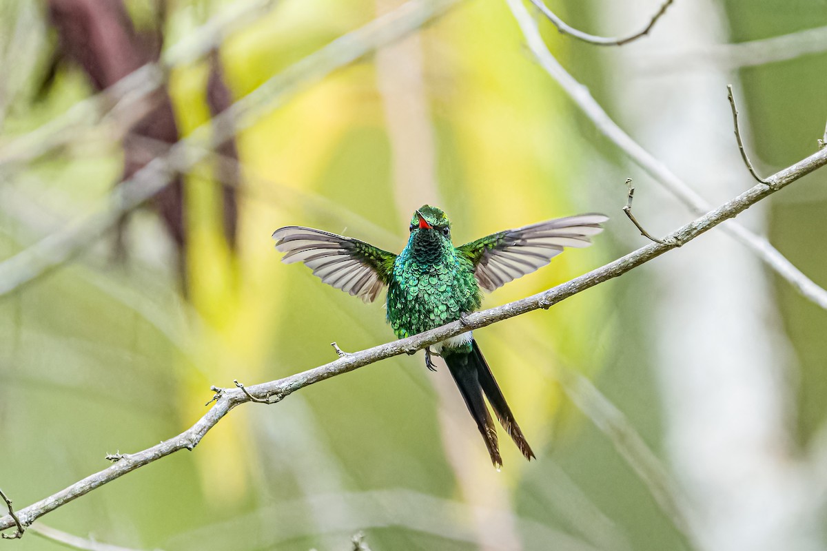 Golden-crowned Emerald - ML621364602