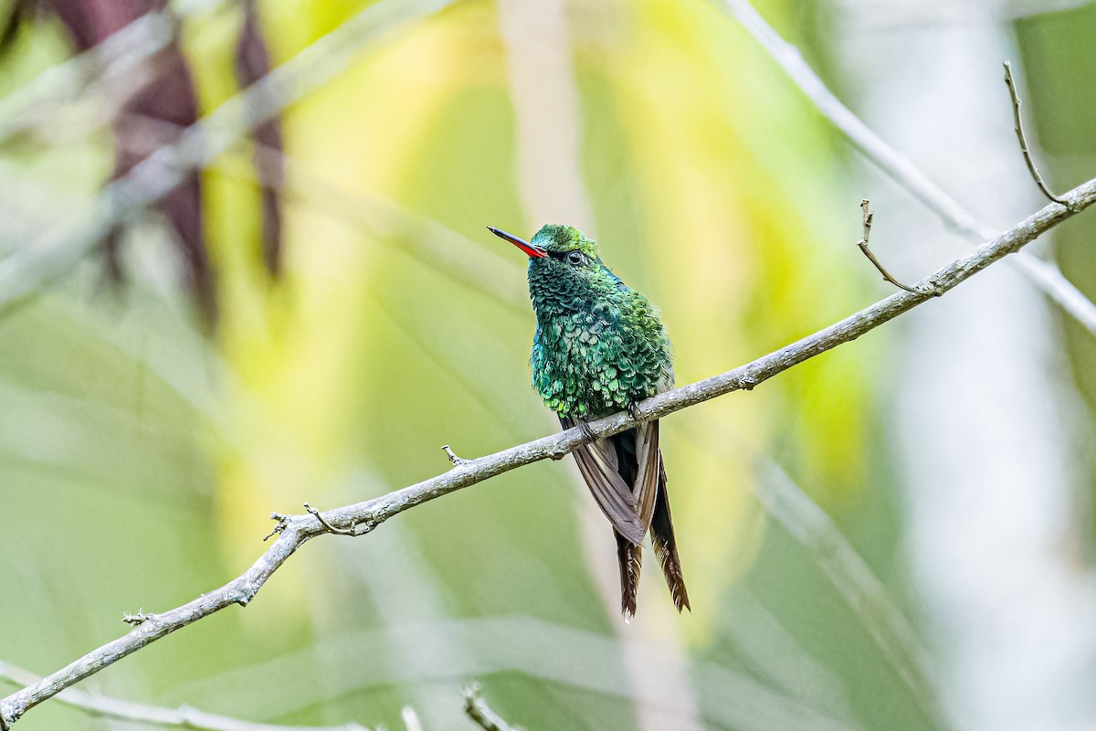 Golden-crowned Emerald - Daniel Garza Tobón