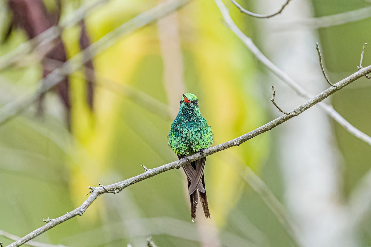 Golden-crowned Emerald - ML621364606