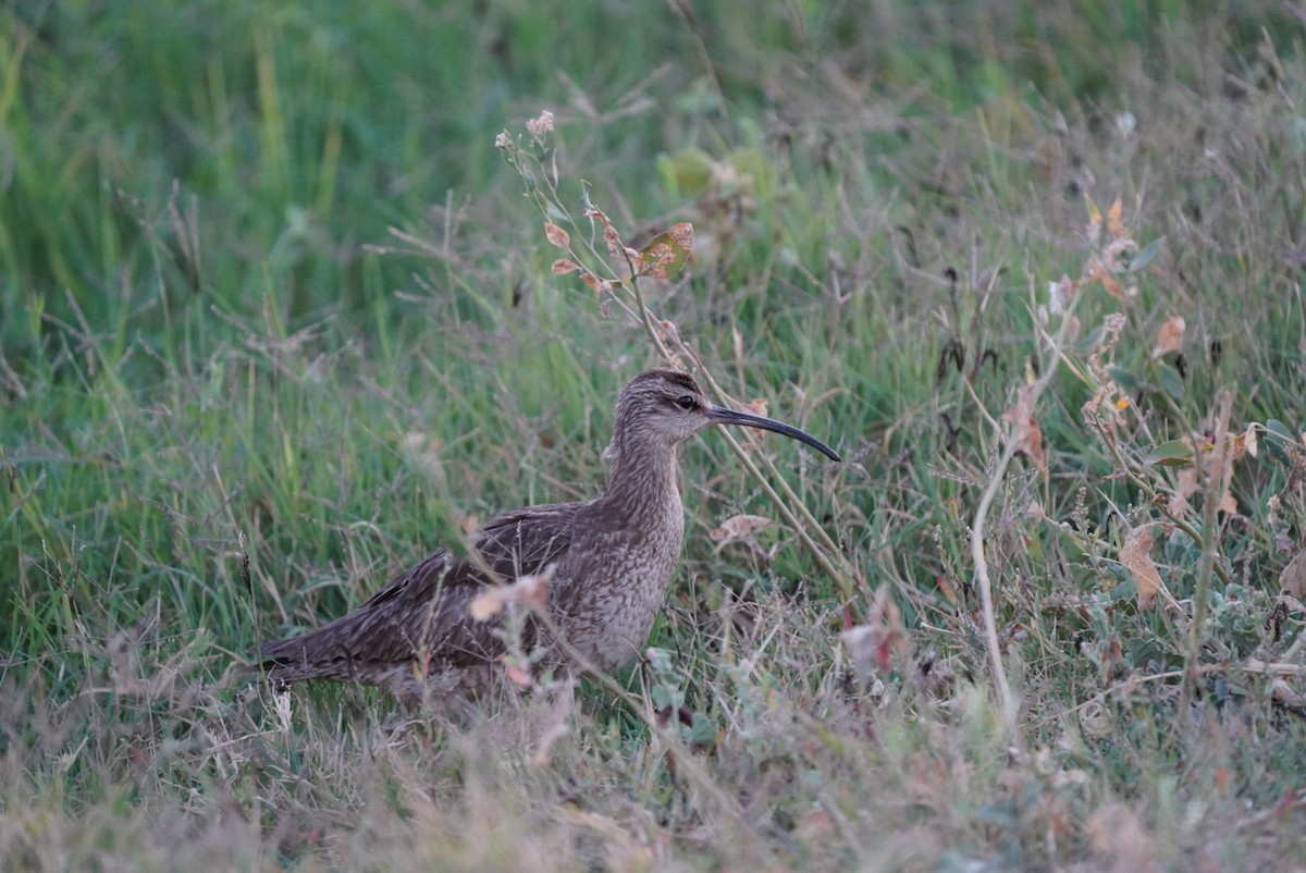 Whimbrel - Katherine Moon