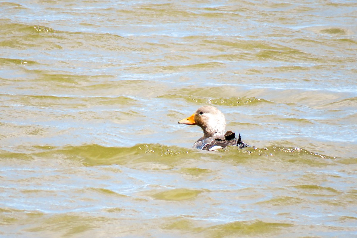 Flying Steamer-Duck - ML621364657