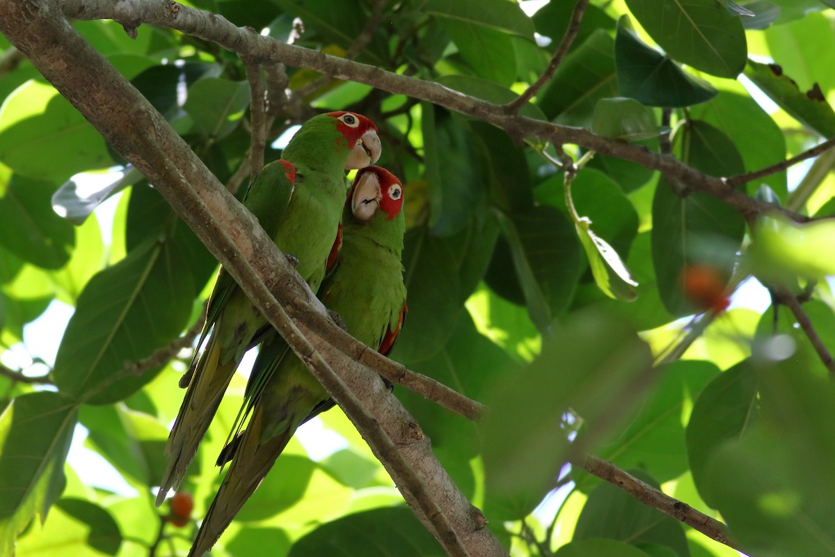 Guayaquil Papağanı - ML621364669