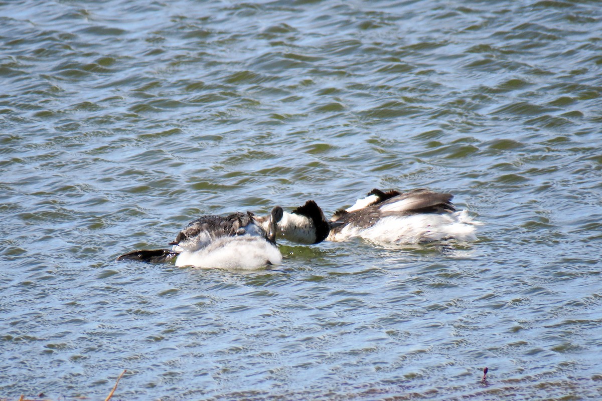 Hooded Grebe - ML621364675