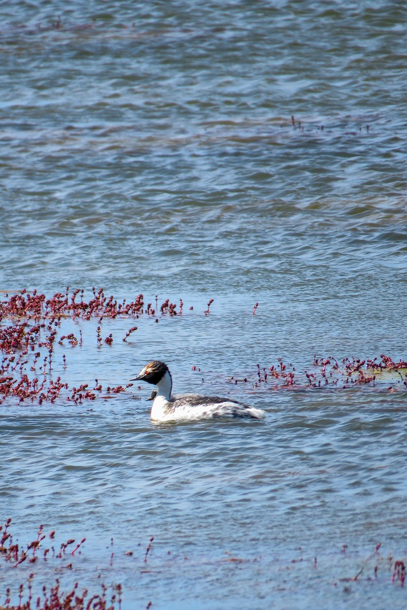 Hooded Grebe - ML621364676