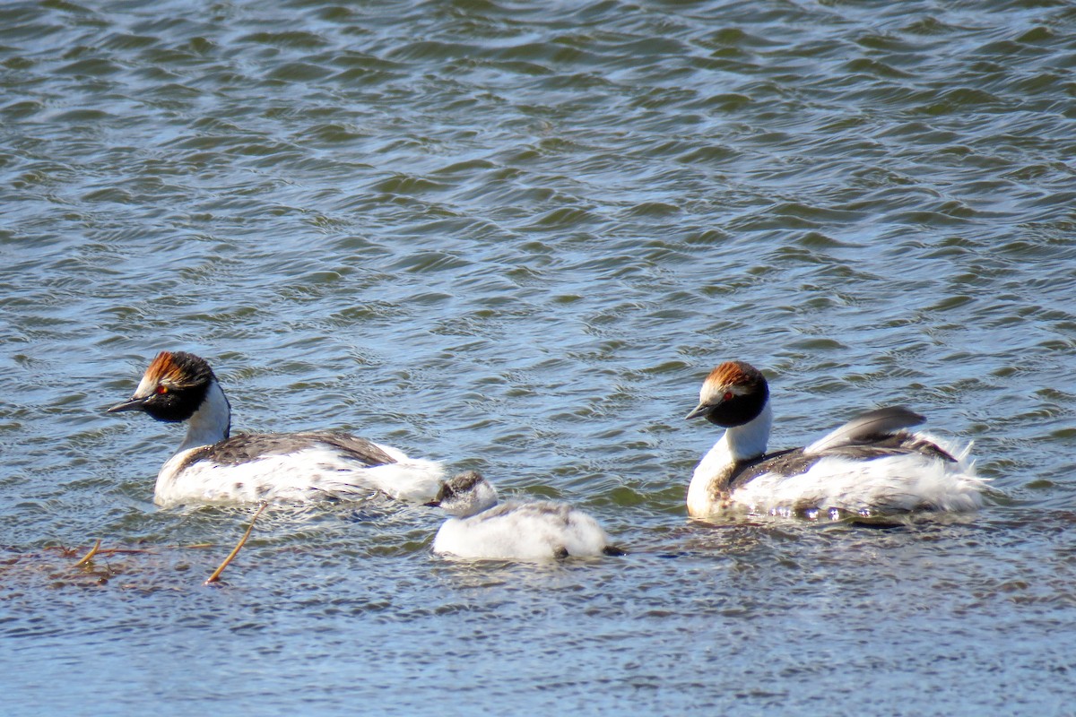 Hooded Grebe - ML621364679