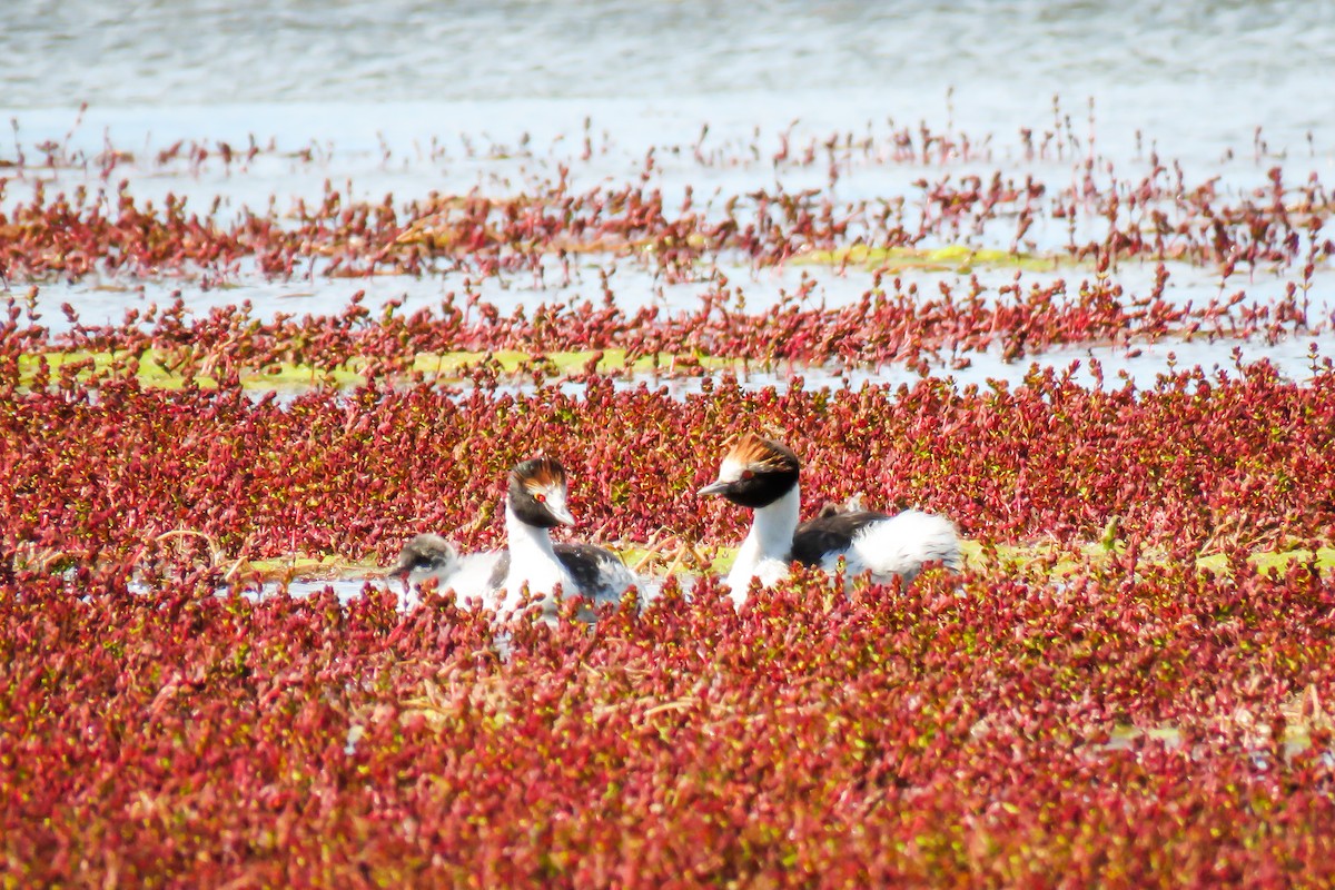 Hooded Grebe - ML621364680