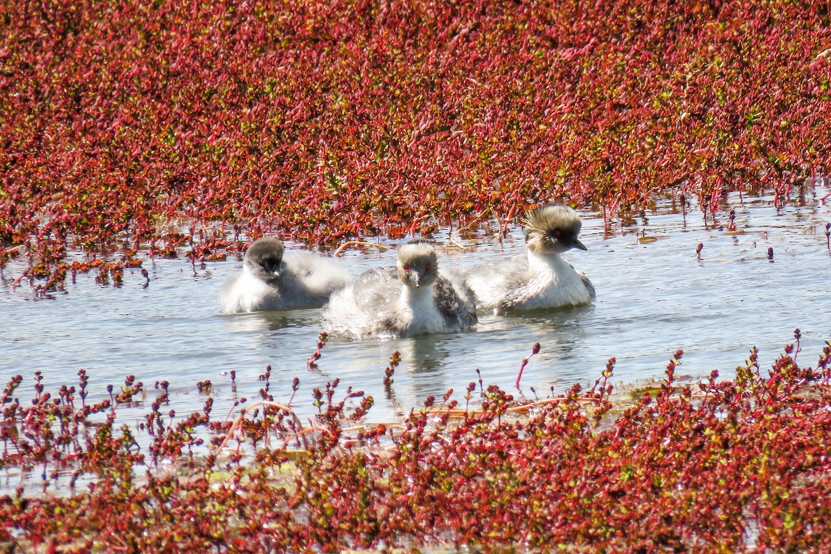 Silvery Grebe - ML621364686