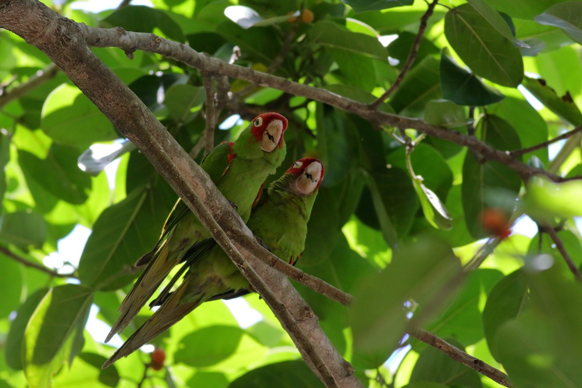 Guayaquil Papağanı - ML621364713