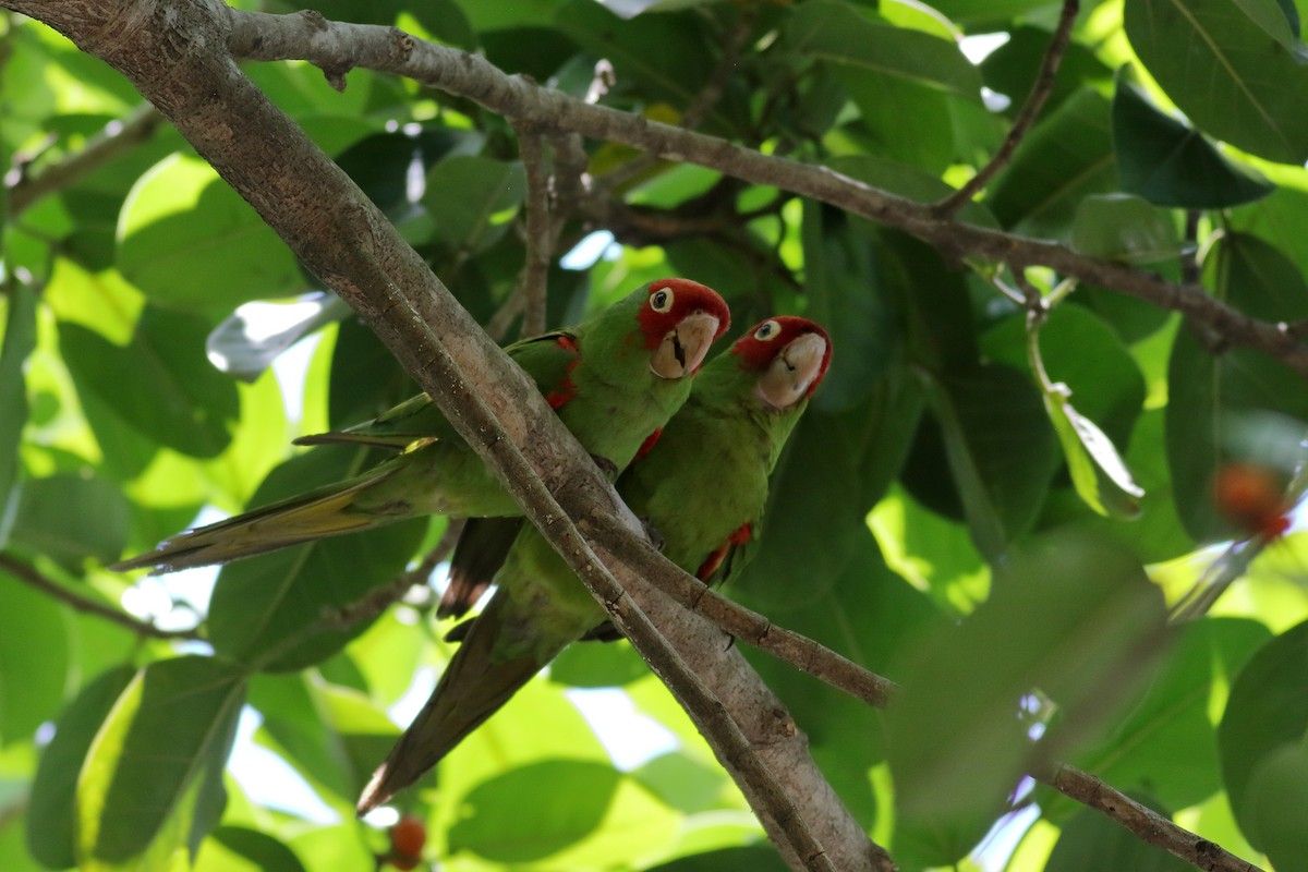 Guayaquil Papağanı - ML621364718