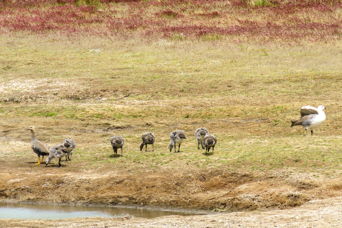 Upland Goose - ML621364723