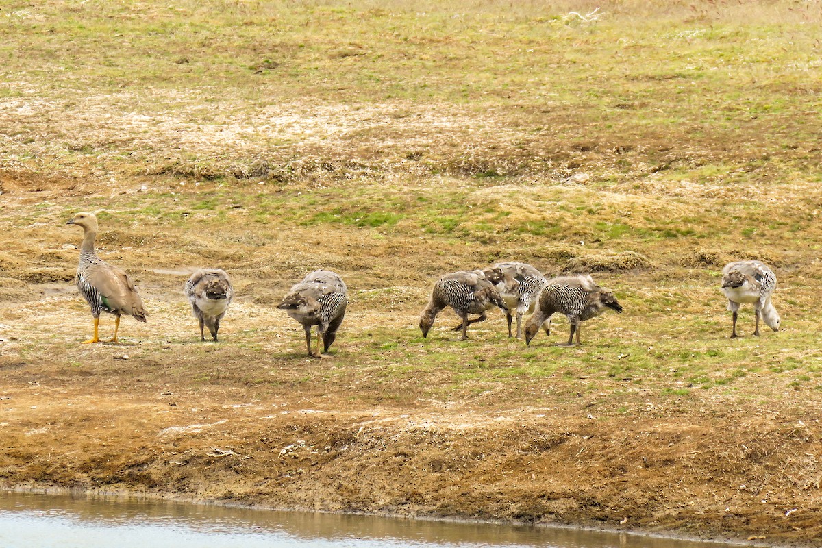 Upland Goose - ML621364724