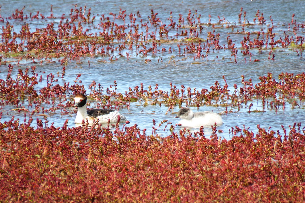 Hooded Grebe - ML621364731