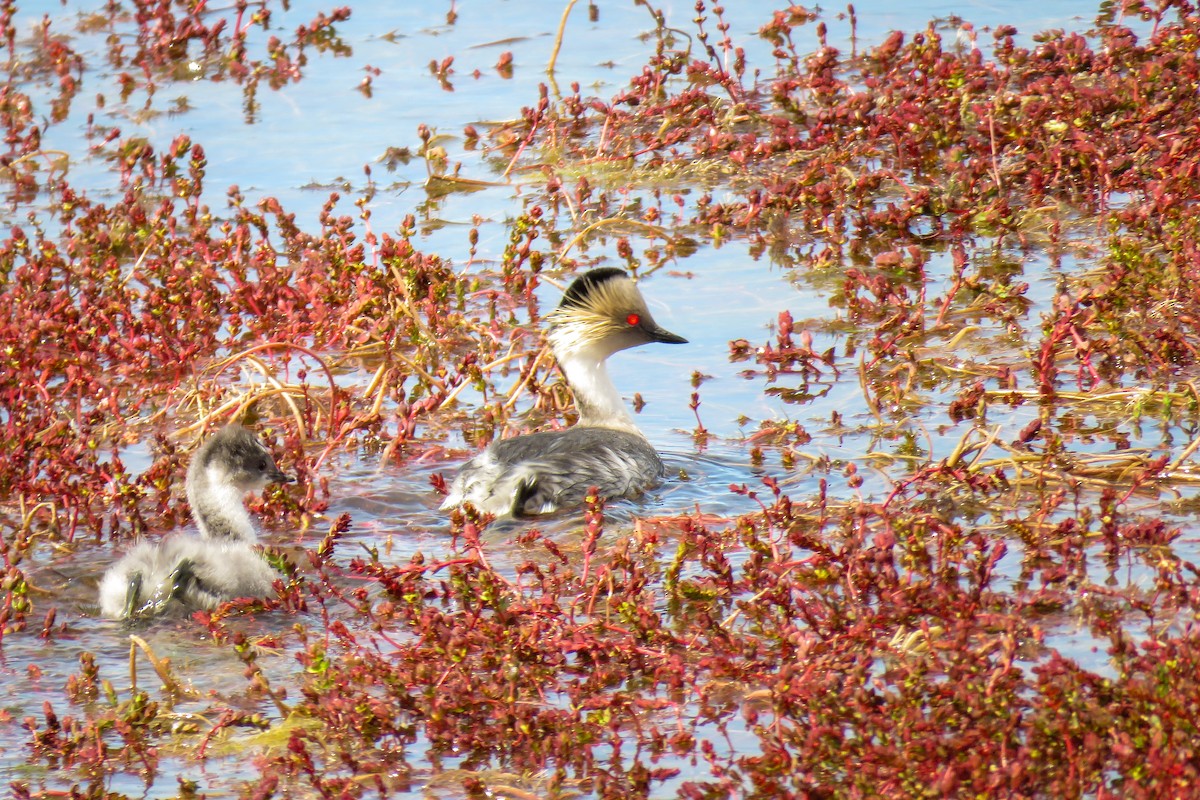 Silvery Grebe - ML621364736