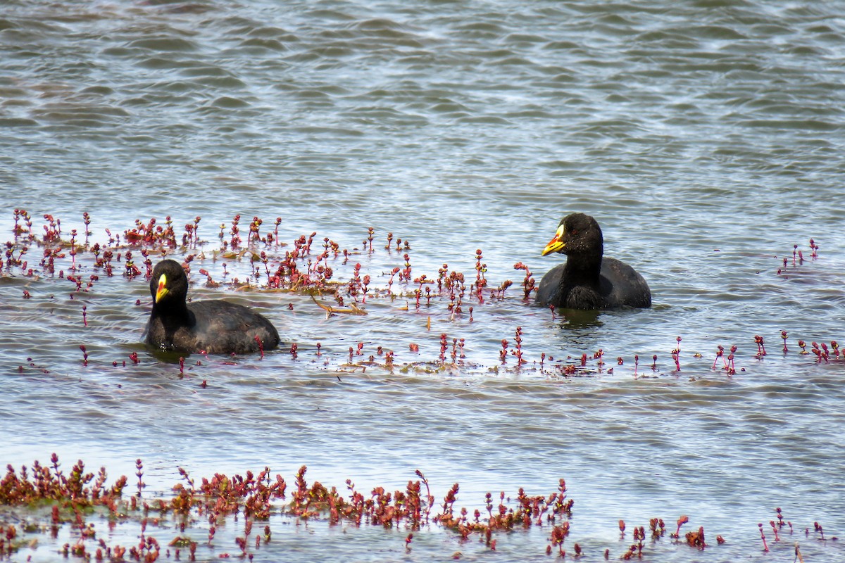 Red-gartered Coot - Maria del Castillo