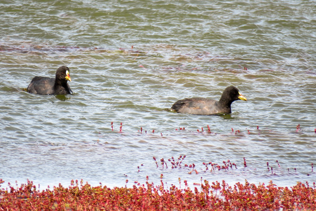 Red-gartered Coot - ML621364745