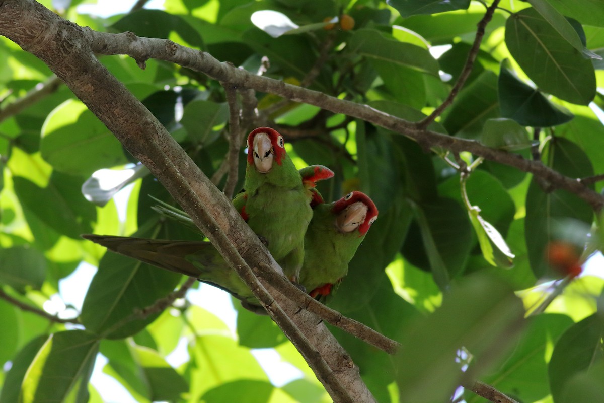 Guayaquil Papağanı - ML621364747