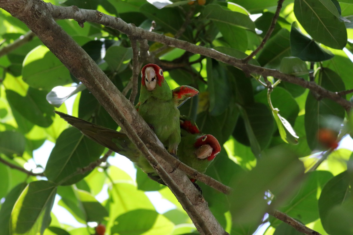 Guayaquil Papağanı - ML621364750
