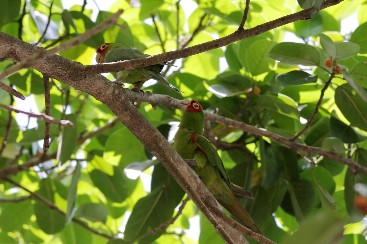 Guayaquil Papağanı - ML621364752