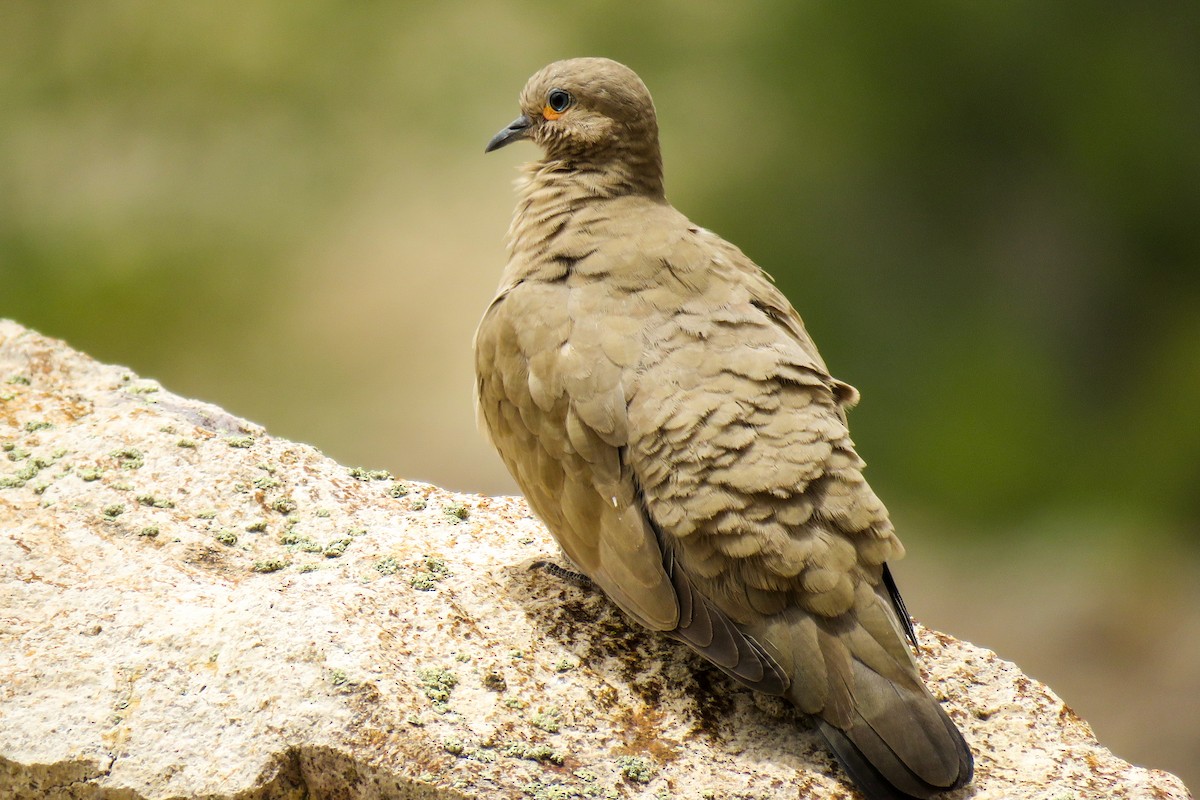 Black-winged Ground Dove - ML621364821