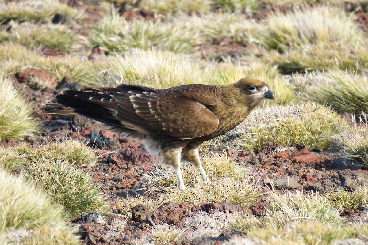 White-throated Caracara - ML621364890