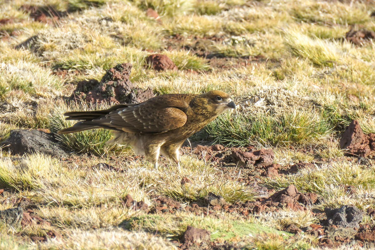 White-throated Caracara - ML621364891